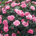 Pink Rose Climbing Live Starter Plant, Fragrant Pink Climbing Rose for Planting Outdoor, No Pot, 1 Year Old Rose Plant, Well-Rooted Rose Plants Live Ready to Plant