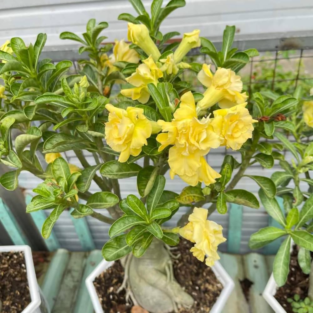 Adenium Desert Rose Plant Live, Desert Rose Live Plant, 4 to 6 Inc Tall (Double Yellow)