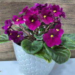 African Violet Live Plant in 4" Pot, Purple African Violets Plants Houseplant Well-Rooted, Indoor Outdoor Blooming, Holiday Flower Bush