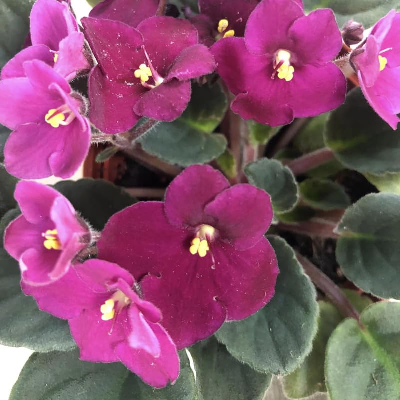 Burgundy Red African Violet Live Plant, 4 Inch Pot African Violets Live Plants, Violets Flowers Houseplants, Perennial Flowering Violet Plant Indoor Garden