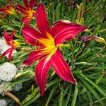 Set 10 Red Daylily Bulbs for Planting, Hardy Perennial Lily Roots for Colorful Summer Blooms