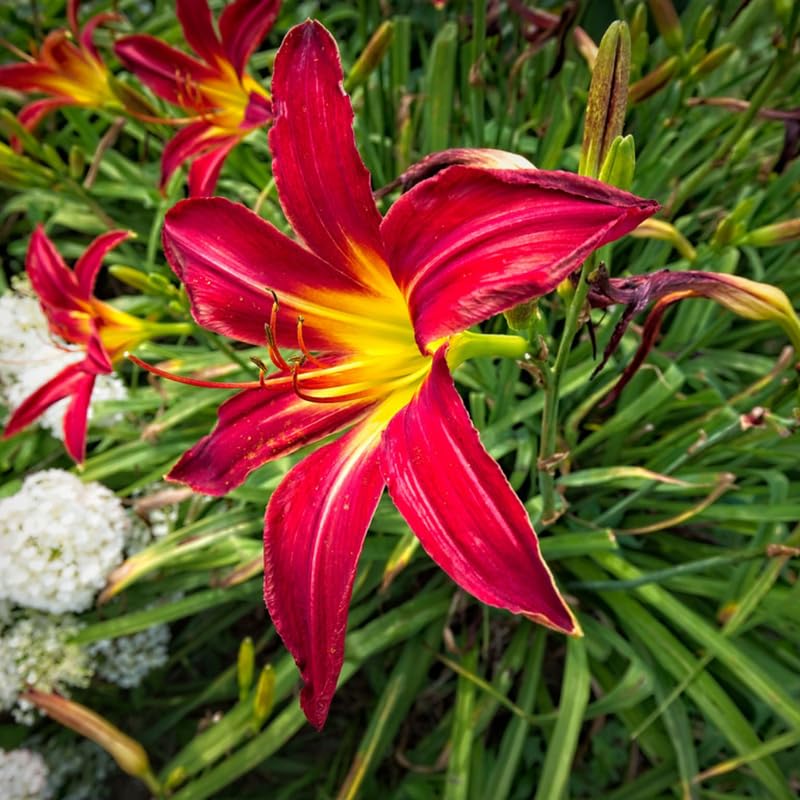 Set 10 Red Daylily Bulbs for Planting, Hardy Perennial Lily Roots for Colorful Summer Blooms