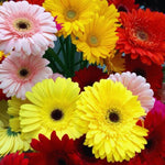 2 Gerbera Daisies Live Plants, Yellow Gerbera Daisy Plants Live, Between 3 and 6 Inches Long, Daisy Plant, Daisy Plant Pot,Daisies Flowers Live Plants for Garden
