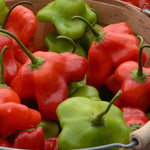 2 Plants Aji Dulce Pepper Live Plants Per Pot, 100 Days Old Pepper Plant Well Rooted Seedlings, Hot Peppers for Year Round Harvesting