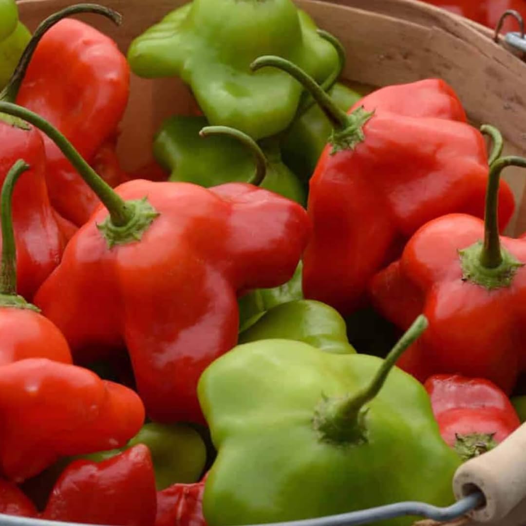 2 Plants Aji Dulce Pepper Live Plants Per Pot, 100 Days Old Pepper Plant Well Rooted Seedlings, Hot Peppers for Year Round Harvesting