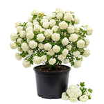 Snowball Viburnum Bush Live Plant in Pot, Snowball Viburnum Tree 9-12 Inches Tall, White Flower for Outdoor Planting