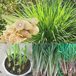2 Lemon Grass Live Plant, Live Lemon Grass, Lemon Grass Plants, Lemongrass Plant, Live Lemongrass Plant