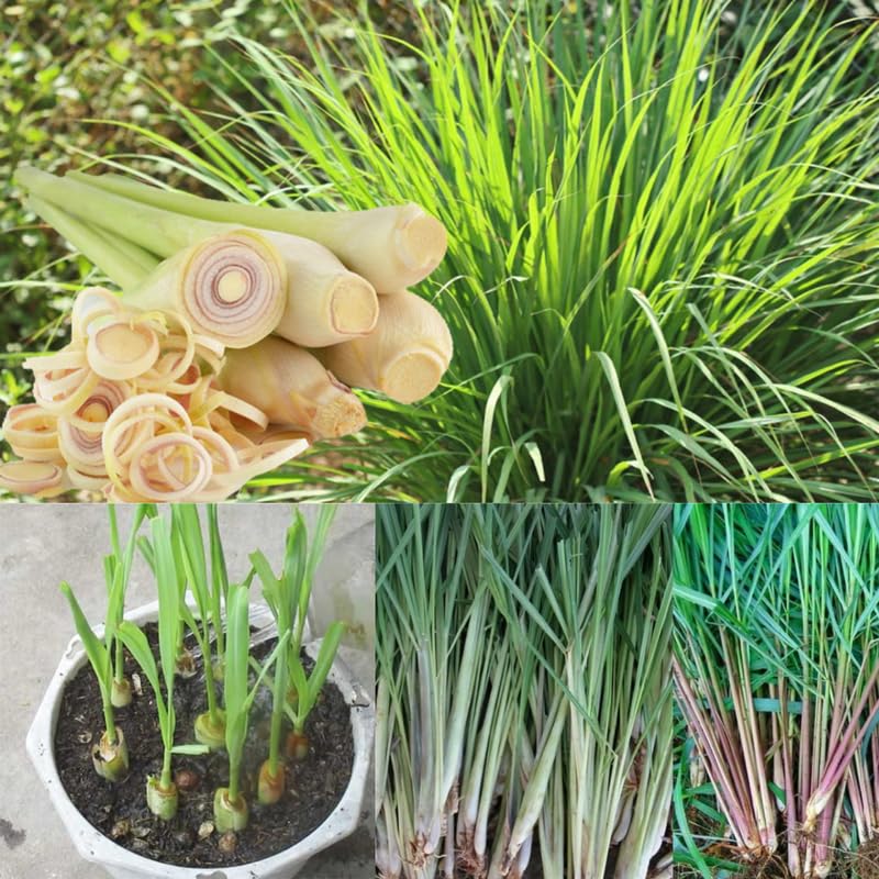 6 Lemon Grass Live Plants for Outside, Lemongrass Plants for Outdoor Planting Herb, Rooted Stalks