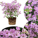 Set 2 Lilac Bougainvillea Live Plants 4-7 Inches Tall, Vibrant Bumgainvillea Flowering Vines for Garden, Patio Containers and Indoor Growing