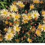 Apricot Chrysanthemum Plant, Set 2 Red Mums Plants Live, Hardy Perennial Mum Live Plant, 3 to 6 Inch Tall Garden Mum Starter Plants for Garden Beds, Containers, Vibrant Fall Blooms, No Pot