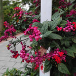 Set 2 Red Purple Bleeding Heart Vine Plants Live, Clerodendrum Live Plant, Bleeding Heart Live Plant - 6-8 Inch Plant, Long Blooming, Perennial