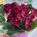 African Violet Live Plant in 4" Pot, Red African Violets Plants Houseplant Well-Rooted, Indoor Outdoor Blooming, Holiday Flower Bush
