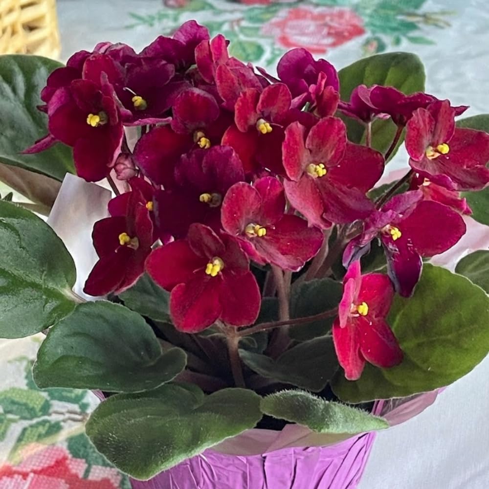African Violet Live Plant in 4" Pot, Red African Violets Plants Houseplant Well-Rooted, Indoor Outdoor Blooming, Holiday Flower Bush