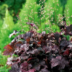 Set 2 Purple Heuchera Plants Live, Coral Bells Purple Heuchera Shrubs Bushes Live for Planting, Perennial Heuchera Live Plants, 3 to 6 Inc Tall