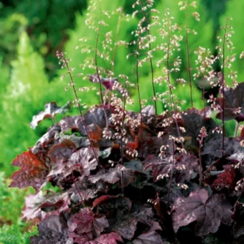Set 2 Purple Heuchera Plants Live, Coral Bells Purple Heuchera Shrubs Bushes Live for Planting, Perennial Heuchera Live Plants, 3 to 6 Inc Tall