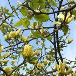 Yellow Magnolia Tree in Gallon Pot, Live Flowering Magnolia Tree, Hardy Ornamental Shade Trees with Fragrant Blooms