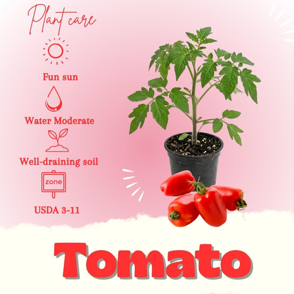 Red Tomato Plant Live, Red Fruit, Tomato Vegetable Plant Live for Outdoors Gardening, 4-6 Inches Tall in 4 Inch Pot