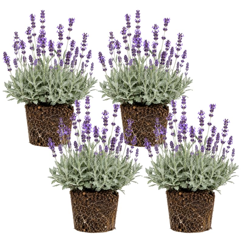 4 Creek Lavender Plants Live, Fragrant Lavender Herb for Garden, Patio Containers and Indoor Décor, 4-7 Inches Tall