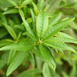 Lemon Verbena Plant Live, 3-5 Inch Tall, Lemon Verbena Herb Plant for Outdoor Garden, Indoor Growing, and Container Planting, No Pot