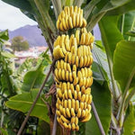 Grand Nain Banana Plant Live, 4-6" Tall Well-Rooted for Indoor Tropical Displays, Cold Hardy Banana Fruit Tree