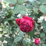 Rose Bushes Ready to Plant Outdoor, Bareroot 5-9 Inch Tall, Fragrant Rose Flower (Double Red Rose)