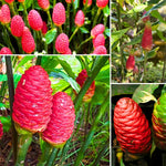 2 Shampoo Ginger Live Plants, Awapuhi Pinecone Ginger Plants, 5-9" Height for Outdoor Landscaping, Red Flowers, No Pot