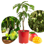 Glenn Mango Plant Live for Planting, 1 Year Old 10–14 Inch Tall, Early Season Sweet Mango Variety Zones 9–11