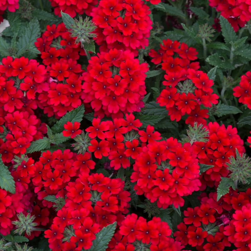 2 Red Verbena Plants Live, Perennial Ground Cover or Trailing Bushes Shrubs, 1-3 Inches Tall, Verbena Flower for Planting