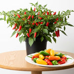 Red Pepper Plants Live, Hot Pepper Seedling from 4 to 7 Inches Tall, Easy for Planting Year-Round, 2 Plant Per Pot, Zones 9-11