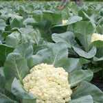 Cauliflower Plant Live, 4 to 6 Inc Tall in Height, Live Cauliflower Plant Gardening, 4 Inc Potted Vegetable Plant Live Planting