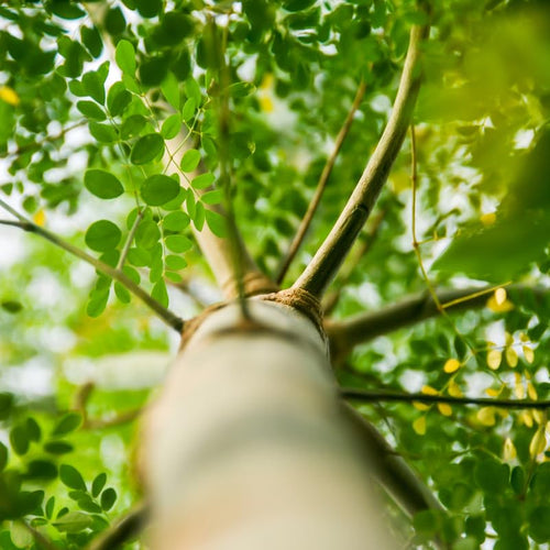 2 Moringa Plants Live, Dwaft Moringa Trees Plants Live Gardening, 6 to 8 Inches