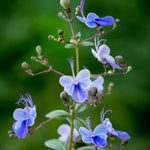 2 Clerodendrum Live Plants 4-7 Inches, Trailing Light Bulb Flowering Shrub, Indoor or Outdoor Ornamental (Blue Butterfly)