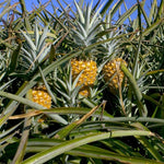 Pack 2 Pineapple Plants Live, Sweet Pineapple Trees Live Plants, Cold Hardy Pineapple Fruit Trees, 4-8 Inch Height, No Pot, Well-Rooted (Elite Gold Pineapple)
