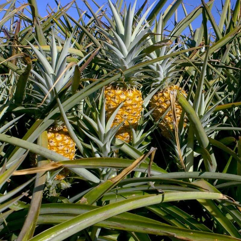 Pack 2 Pineapple Plants Live, Sweet Pineapple Trees Live Plants, Cold Hardy Pineapple Fruit Trees, 4-8 Inch Height, No Pot, Well-Rooted (Elite Gold Pineapple)