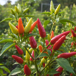 Pepper Plants, Hot Pepper Plants Live in 4 Inches Pot, Chili Pepper Plant, High Yield Pepper Seedling for Home and Garden Growing, 4 to 6 Inc Tall