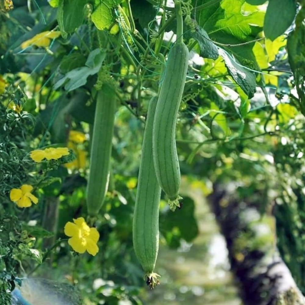 Luffa Live Plant in 4 Inch Pot, 4-6" Tall Live Gourd Loofah Plants, Annual Luffa Vine Vegetable Seedlings for Gardening Outdoor