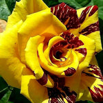 Rare Rose Bush Live Plant Well-Rooted, 6-10 Inch Tall, Fragrant Rose Flowers Tree, No Pot (Stripe Rose)