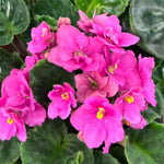 African Violet Live Plant in 4" Pot, Pink African Violets Plants Houseplant Well-Rooted, Indoor Outdoor Blooming, Holiday Flower Bush