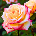 Rose Bush Live Plant, 5-9 Inch Tall, Fragrant Rose Flowers Tree, Well-Rooted Ready to Plant Outdoor Indoor (Peace Rose)