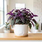 Purple Passion Plant, Gynura Purple Passion Plant Live, 4-6 Inc Tall, Easy Care Houseplant for Home and Office Decoration
