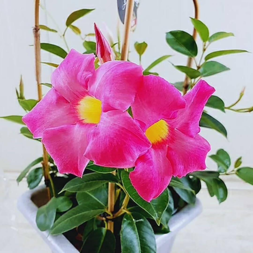2 Pink Mandevilla Bush Plants, 5 to 7 Inc in Height, Mandevilla Live Plant, Mandevilla Plants Live