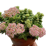 Spring Crassula Succulent Live Plant in 2 Inch Pot, Compact Succulents Full Rooted from 3-5 Inches Tall, Easy Care for