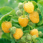 Pack 2 Raspberry Plants Live, Raspberry Everbearing Trees Bushes, Very Sweet Raspberry, Raspberries Size 5-10 Inches in Tall, No Pot (Golden)