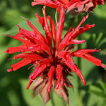 Red Bee Balm Live Plant, 2-5" Tall Monarda Flower Starters, Rooted in Soil, No Pot, Bee Balm Flower Plant Perennial, Outdoor Garden Herb, Easy to Grow