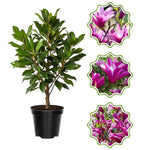 Ann Magnolia Tree in Gallon Pot, Live Flowering Magnolia Tree, Hardy Ornamental Shade Trees with Fragrant Blooms