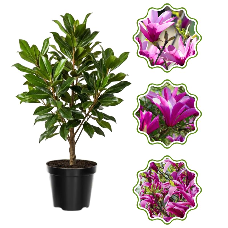 Ann Magnolia Tree in Gallon Pot, Live Flowering Magnolia Tree, Hardy Ornamental Shade Trees with Fragrant Blooms