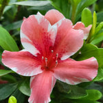 Pink Variegated Azalea Plant Live for Outdoor Spring Planting, 5-9" in Tall, No Pot, Bicolor Blooms