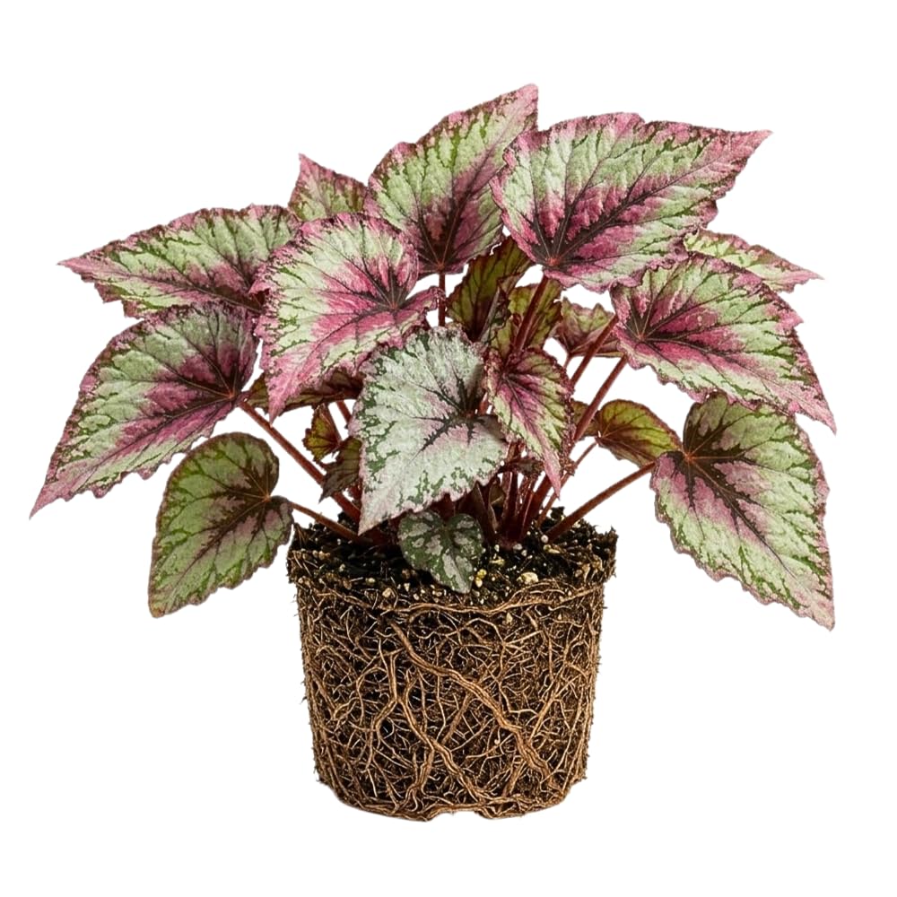 Begonia Live Plant, Begonias Live Plant, Rare Begonias Plants, 5-7 Inches in Height for Indoor Houseplant (Silver Purple Leaves Begonia)