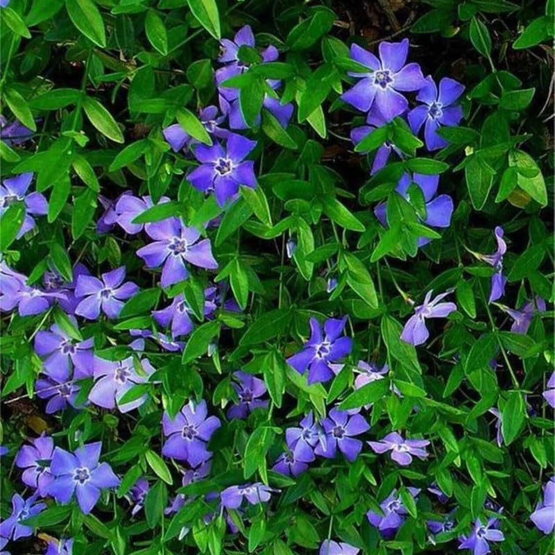 2 Vinca Minor Plants Live, Creeping Periwinkle Plants Live, Vinca Minor Live Plant Indoor, Purple Vinca Plant Pot, Ground Cover Plant Live, 3 to 6 Inches Tall in 4 Inches Pot