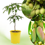Glenn Mango Tree Live Plant, 8–12 Inch Tall in Pot, Sweet Hardy Mango Seedling Variety for Planting, Outdoor Fast-Growing